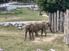 Elephantidae
