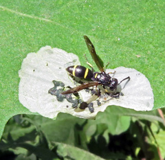 Parancistrocerus perennis