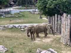 Elephantidae