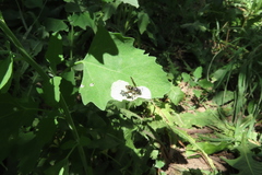 Parancistrocerus perennis
