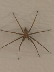 Philodromidae