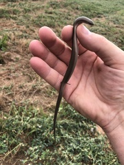 Chalcides pseudostriatus