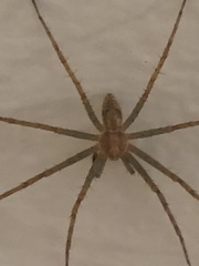 Philodromidae