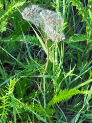 Achillea millefolium borealis