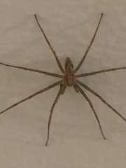 Philodromidae