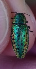 Lamprodila mirifica