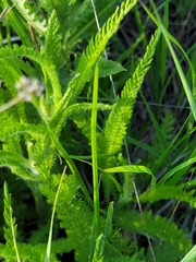 Achillea millefolium borealis