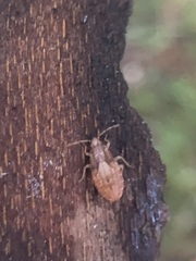 Pterygota