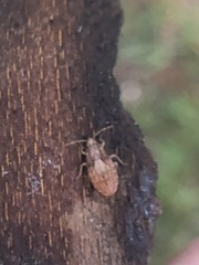 Pterygota