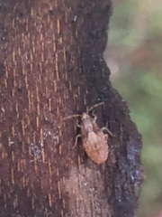 Pterygota