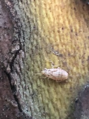 Pterygota