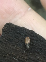 Pterygota