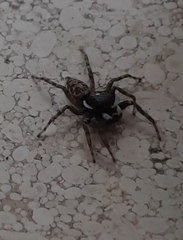 Menemerus semilimbatus