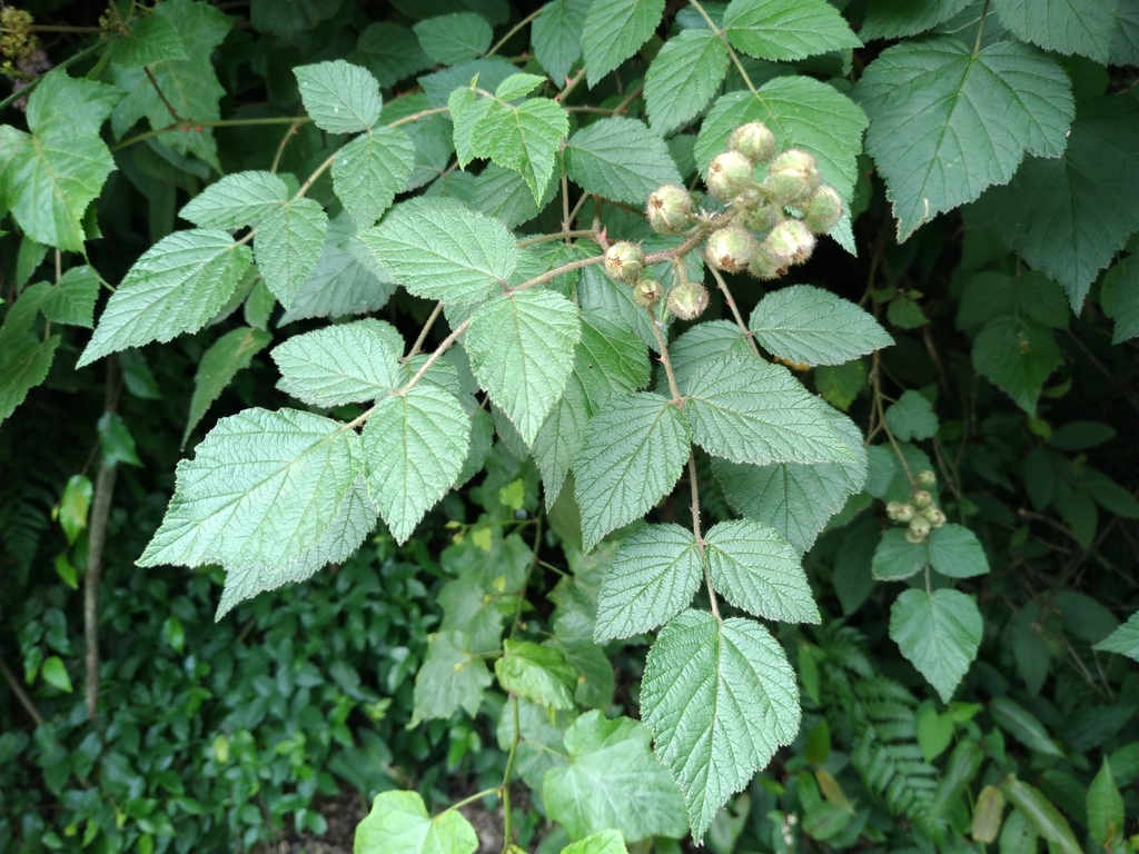 Rubus parviaraliifolius