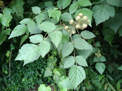 Rubus parviaraliifolius