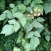 Rubus parviaraliifolius - Photo (c) Kuan-Chieh (Chuck) Hung,  זכויות יוצרים חלקיות (CC BY-NC-SA), הועלה על ידי Kuan-Chieh (Chuck) Hung