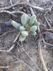 Curio crassulifolius