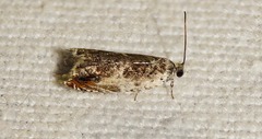Ancylis laetana