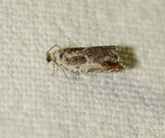 Ancylis laetana