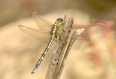 Orthetrum trinacria