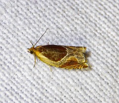 Ancylis unculana