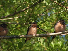 Hirundo rustica erythrogaster