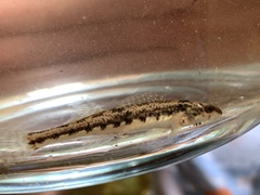 Etheostoma duryi