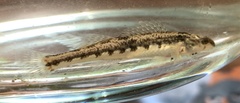 Etheostoma duryi