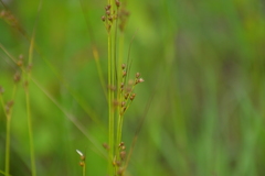 Juncus dudleyi