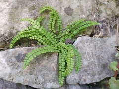 Asplenium trichomanes
