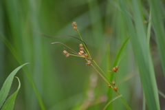 Juncus dudleyi