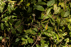 Ceropegia arenarioides