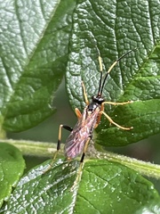 Polytribax contiguus