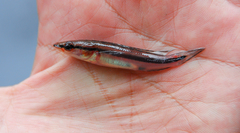 Crenicichla