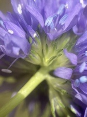 Gilia capitata pacifica