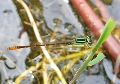 Agriocnemis minima