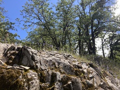 Gilia capitata pacifica