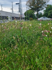 Silene latifolia