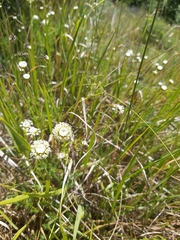 Santolina pinnata