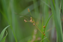 Juncus dudleyi