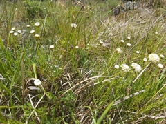 Santolina pinnata
