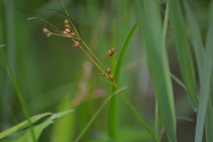 Juncus dudleyi