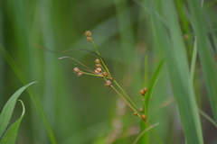 Juncus dudleyi