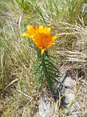 Lilium bulbiferum