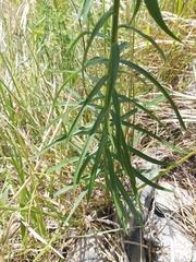 Lilium bulbiferum