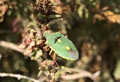 Brachynema purpureomarginatum