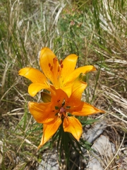 Lilium bulbiferum