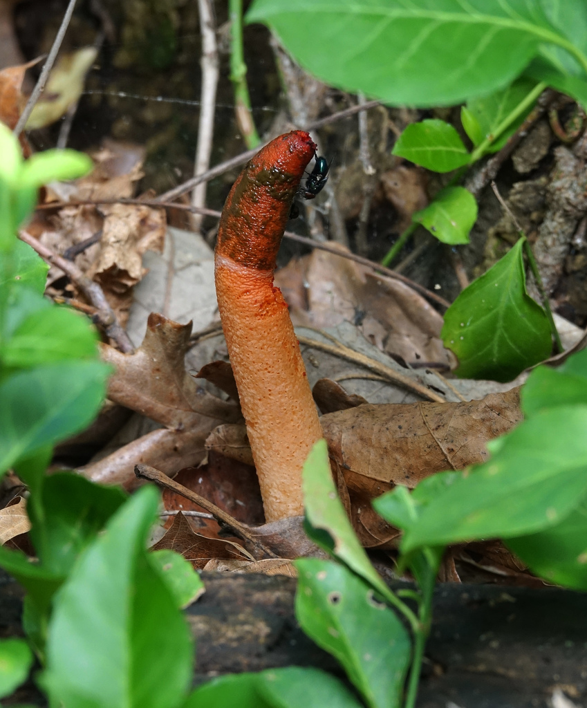 devil's dipstick from Ritchie Cemetery on June 09, 2022 at 03:23 PM by ...