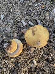Suillus variegatus