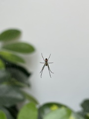 Leucauge